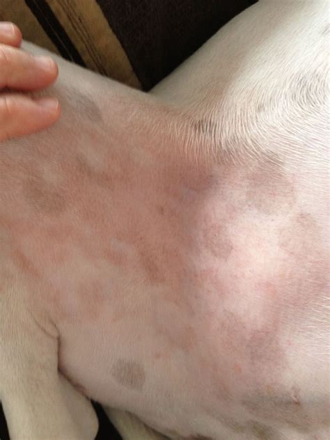 Dermacton Wow Pet Forums Community Red Rash Sore Skin Natural
