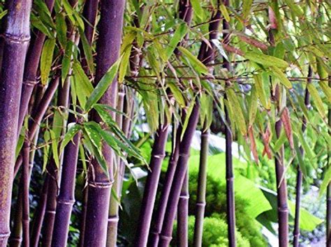 Purple Bamboo Bamboo Seeds Dry Plants Plants