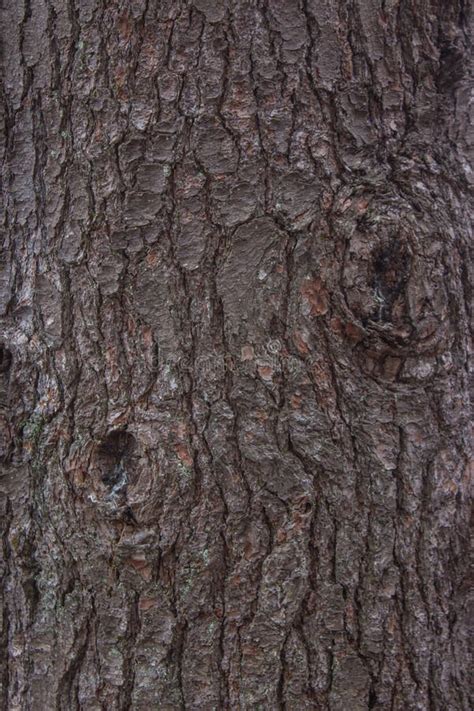 Pine Tree Bark Texture Stock Image Image Of Conifer 81297595