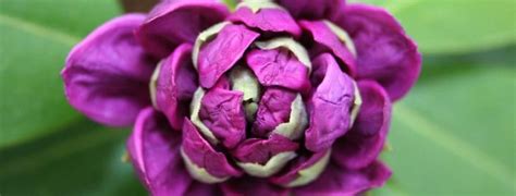 From pale lilac to deep violent, we rounded up our favorite purple blooms. 62 Purple Flower Types with Pictures | FlowerGlossary.com