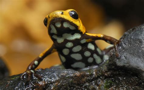 We did not find results for: Poison dart frog HD Wallpaper | Background Image ...