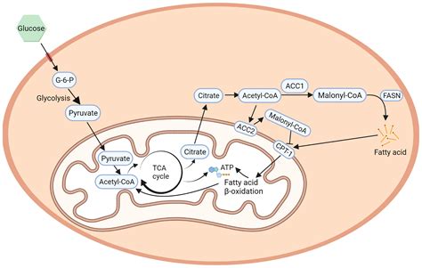 Frontiers Acetyl Coa Carboxylases And Diseases