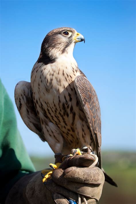 Falcon enables an exact determination of the current network load and the identification of bottlenecks. All the Different Species of Falcons Found Around the ...