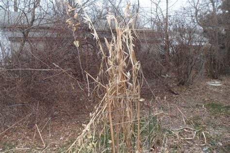 The Perennial Agriculturalist Teosinte Seeds