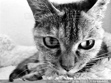 猫の写真・画像素材[1011700] snapmart（スナップマート）