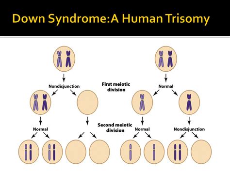 PPT - Chapter 6 Variation in Chromosome Structure and Number PowerPoint ...