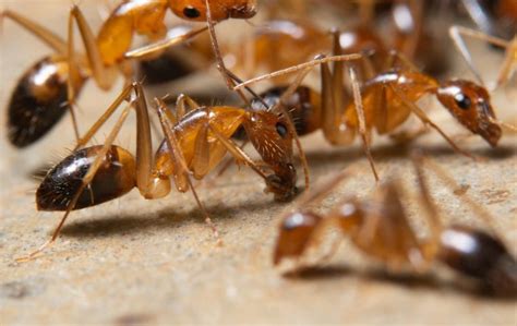 How To Get Rid Of Small White Ants In West Palm Beach Native Pest