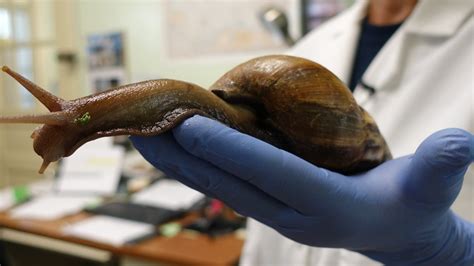 Florida Officials Plan To Eradicate Giant African Land Snails Again Wamu