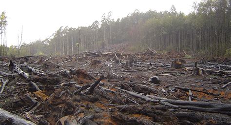 Aumenta 20 Deforestación Del Amazonas Durante La Gestión De Bolsonaro
