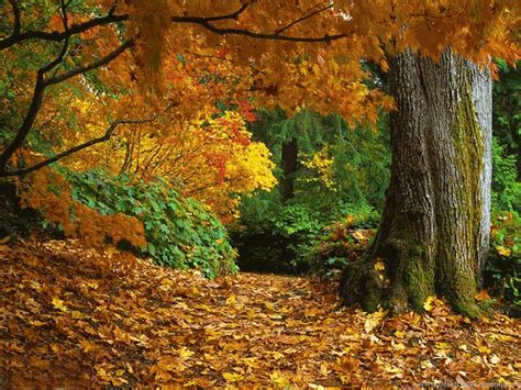 Autumn Leaves Falling  Wallpaper Desktop Background