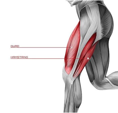 How Do I Know If My Hamstring Is Pulled Or Torn Advanced