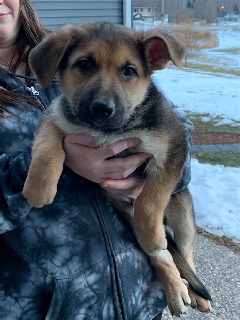 Both parents are family orientated dogs. German Shepherd Puppies For Sale | Bellevue, IA #322627