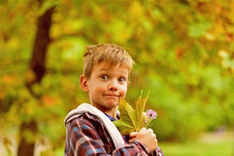 The Leaves Fall In The Autumn Little Boy Hold Autumn Leaves Little