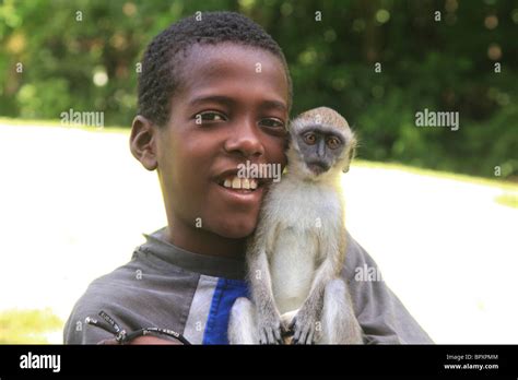 Young Boy With A Pet Monkey In Stkitts Leeward Islands Caribbean