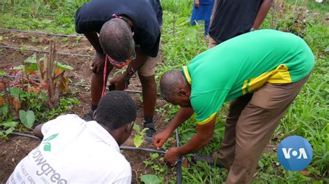 Ghana S Organic Farming Growing In Popularity During Pandemic YouTube