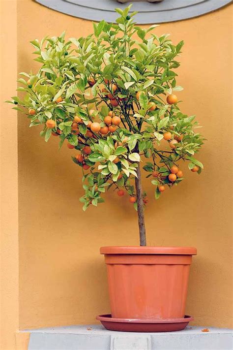 How To Grow Dwarf Citrus Trees Gardeners Path