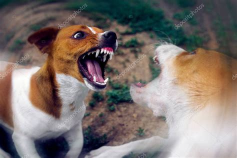 Dos Perros Están Peleando En La Calle Perros Agresivos Ataque Perro 2023
