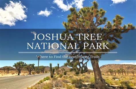 A Guide To The Best Hikes In Joshua Tree National Park