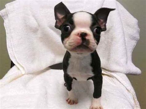 Maybe you would like to learn more about one of these? Boston Terrier Puppies For Sale South Florida | PETSIDI