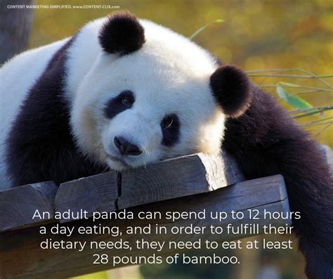 Panda Bear Spirit Animal Hasma