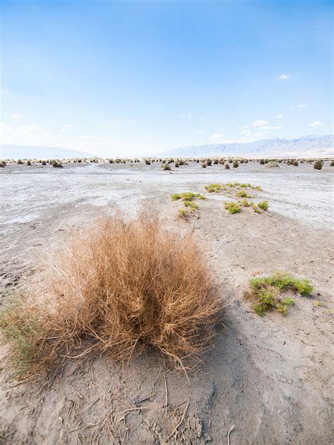 Desert Grasses Grasses Growing In The Desert In Death Vall Flickr