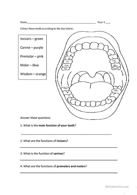 Label Parts Of A Tooth Worksheet Studying Worksheets