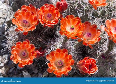 Beautiful Blooming Wild Desert Cactus Flowers Stock Image Image Of