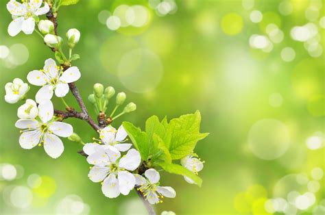 Hd Spring Wallpapers Top Free Hd Spring Backgrounds Wallpaperaccess