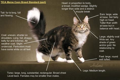 She loves her parents and adapts to any environment as long as she has. Havah Maine Coons - Diet, Resources and Links