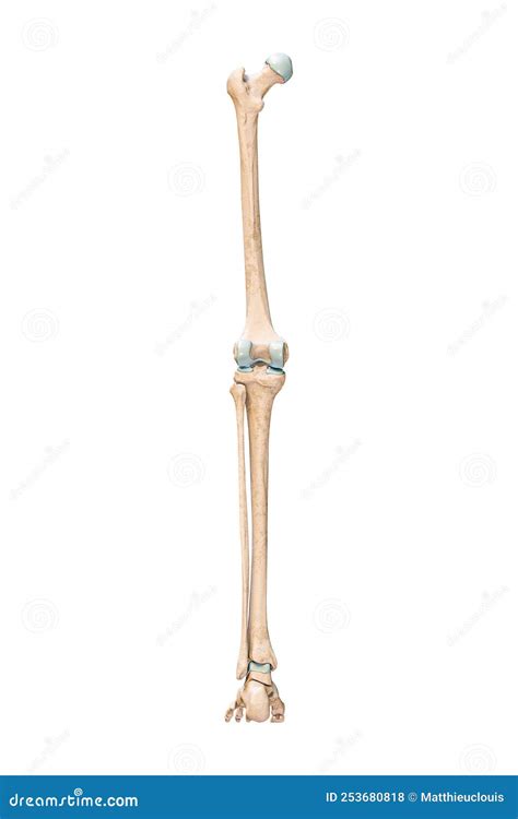 Accurate Posterior Or Rear View Of The Leg Or Lower Limb Bones Of The
