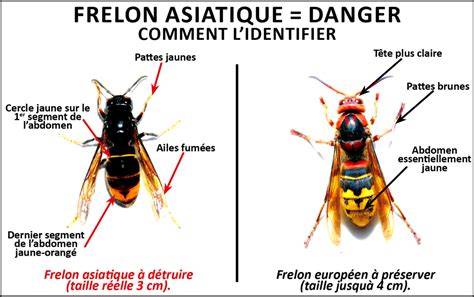 Frelons Asiatiques Fabriquer Vous Même Un Piège Mairie De La