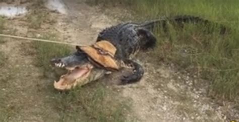 Huge Alligator Captured Near 2 South Florida Schools Wdbo