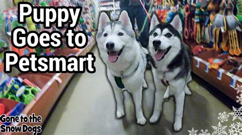 As your husky dog ages, he may become more inactive and might require suitable diet. Husky Puppy First Shopping Spree | Petsmart Halloween Haul ...