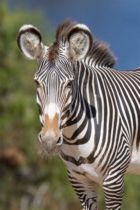 Its Black And White The Grevys Zebra Needs Our Help The Revelator
