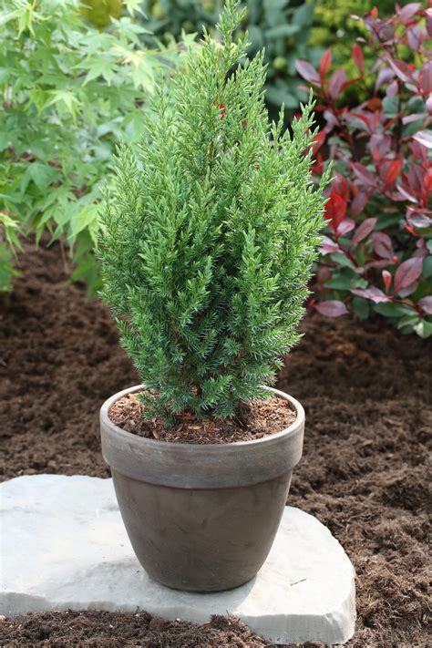 Juniperus Chinensis ‘stricta Kitajski Brin Drevesnica Kurbus StarŠe