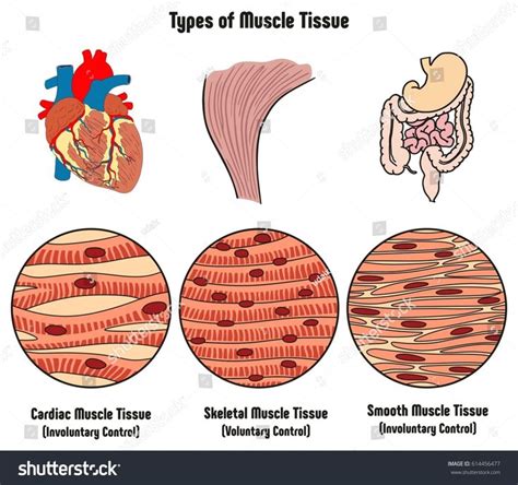 Types Of Muscle Tissue Of Human Body Diagram Including Cardiac Skeletal