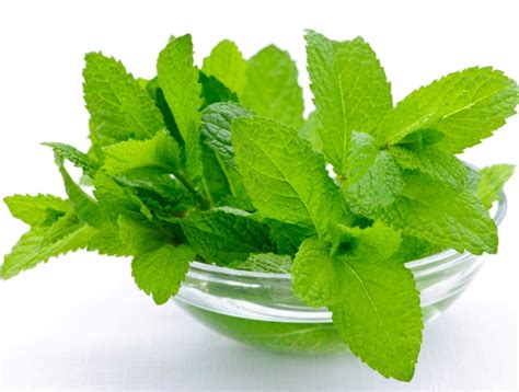 Health Benefits Of Mint In Your Childs Diet