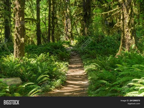 Trail Hoh Rainforest Image And Photo Free Trial Bigstock