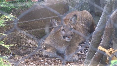 Toledo Zoos Cougar Cubs Now On Display