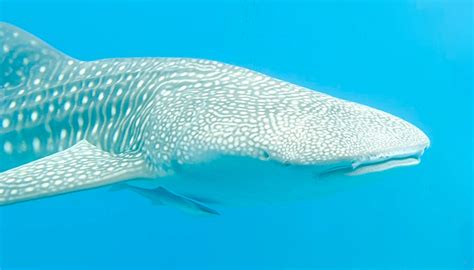 Whale Shark Spotted From Semi Sub Cairns And Great Barrier Reef