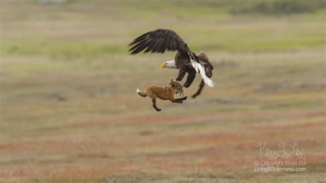 Bald Eagle Stealing Rabbit From Fox In Midair Bald Eagle Wildlife