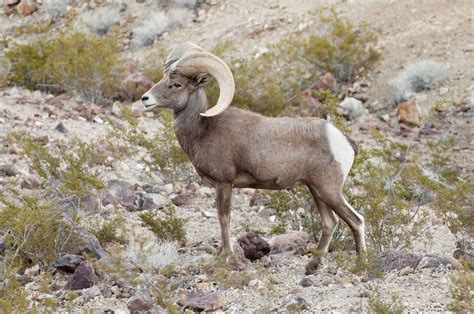 Nevada The Ultimate Bighorn Sheep State Todays Adventure®