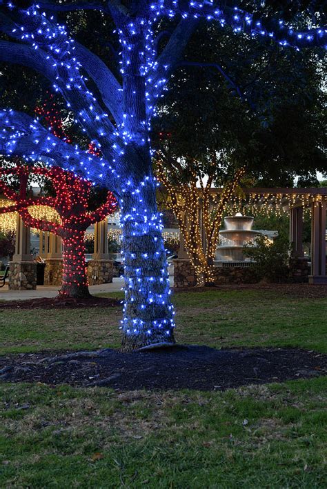 Christmas At San Elijo Hills Park Photograph By Robert Vanderwal Fine