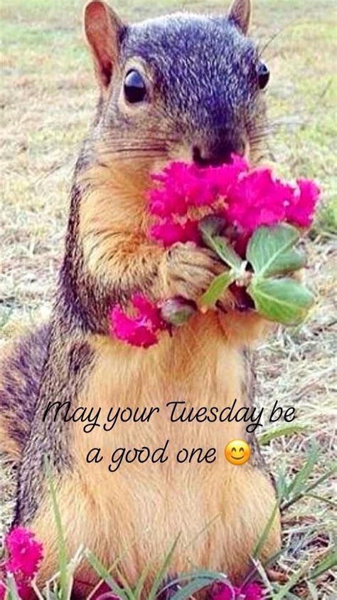 Pin By Ml Soo On Days Squirrel Funny Cute Squirrel Squirrel Pictures