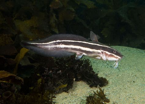 Striped Catfish Plotosus Lineatus Marineexplorer Catfish Fish Pet