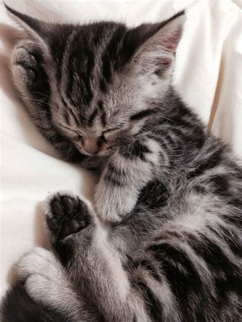 Just 26 Kittens Sleeping Real Weird Cuteness