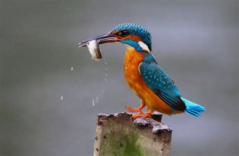 Common Kingfisher By Lee Fuller Birdguides