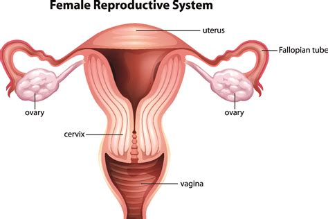 what happens to your cervix in early pregnancy pregnancywalls