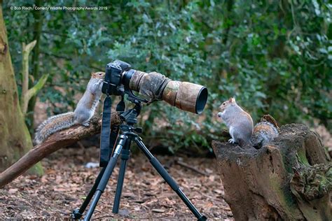 Wildlife Photography Funny Photos Hilarious Winners Of The Comedy