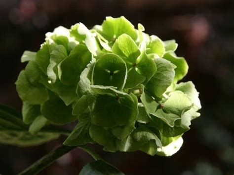 Top 21 Green Flowers That Look Absolutely Amazing Florgeous